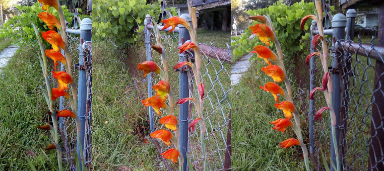 [Three photos spliced together. On the far left image the front stalk only has the two lowest blooms starting to show. The stalk on the right has all seven flowers fully open and showing their red-yellow glory. In the middle image the bottom five flowers on the left are open while the sixth is starting to open and the seventh is still a dark red bud. The flowers on the right stalk are mostly dried although the top one still has some color. The right-most image has seven blooms on the left stalk fully open and all blooms on the right stalk are dried up.]